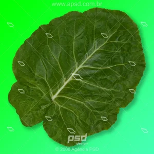 Foto folha couve