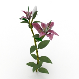 Modelo 3D de Lírio Roxo com Folhas Verdes